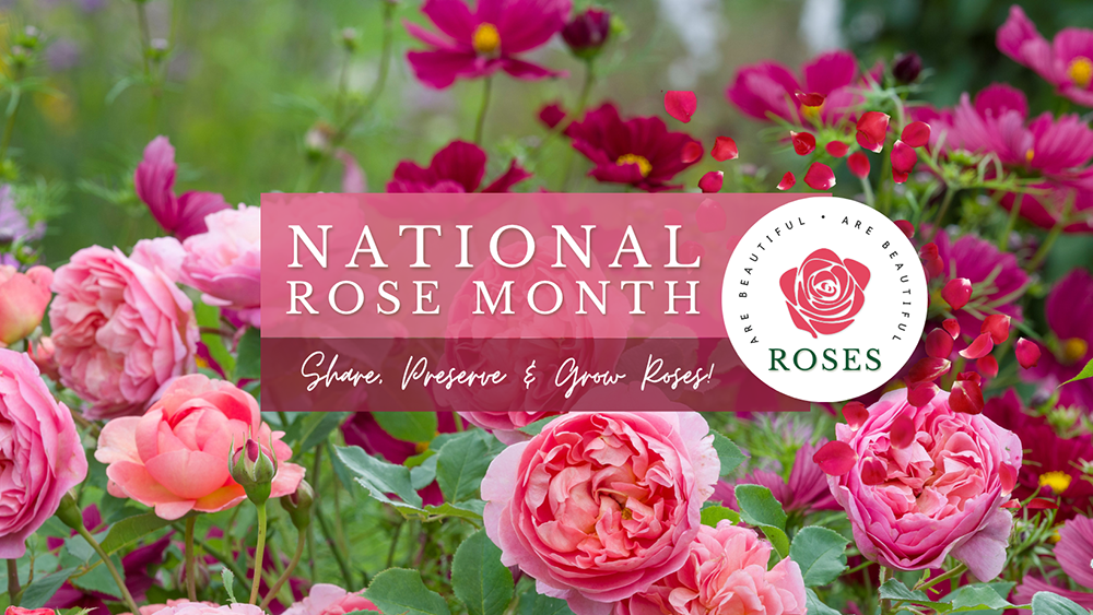 Learn More about National Rose Month