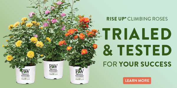 Introducing RISE UP® Climbing Roses TRIALED & TESTED FOR YOUR SUCCESS