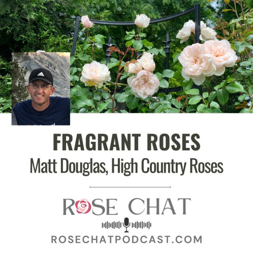 Rose Chat podcast - Fragrant Roses with Matt Douglas