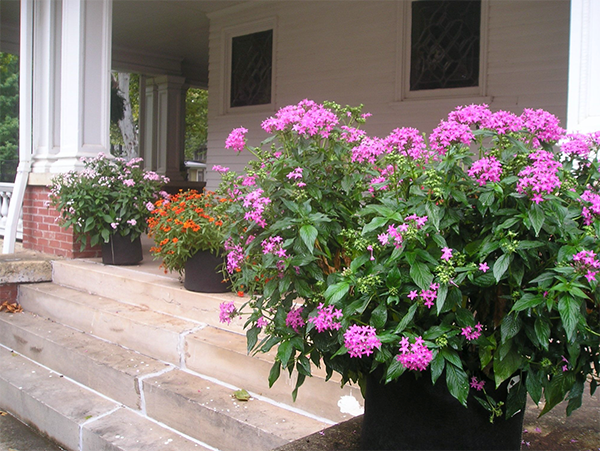 Read Article: Smart Phones, Smart Cars….Why Not Smart Pots? Container Design Effects Plant Development