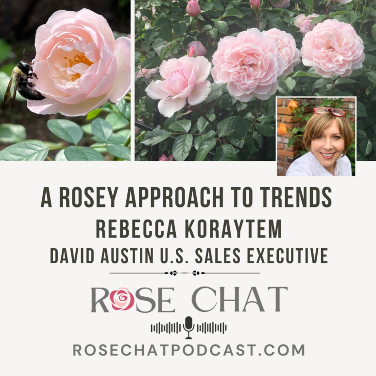Rose Chat podcast - Fragrant Roses with Rebecca Koraytem, David Austin Roses